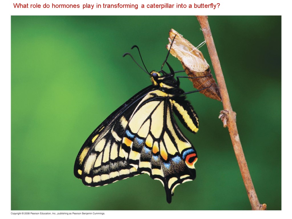 What role do hormones play in transforming a caterpillar into a butterfly?